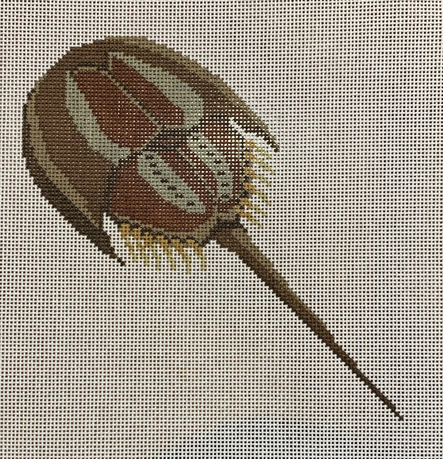 Horseshoe Crab