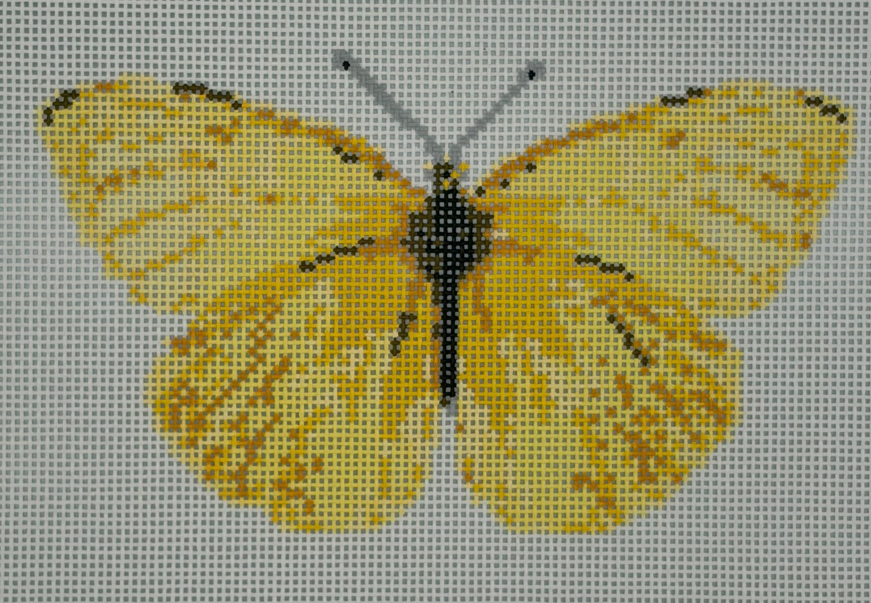 Cloudless Sulfur Butterfly