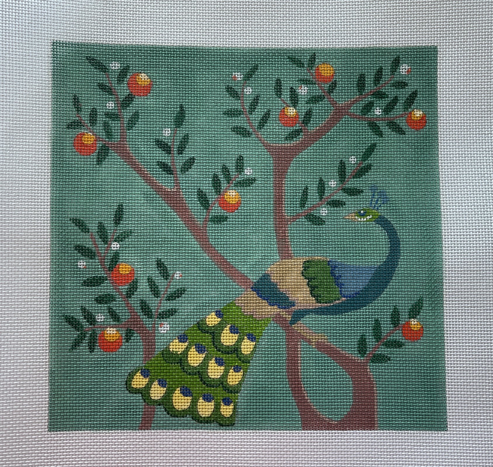 Peacock in Citrus Tree