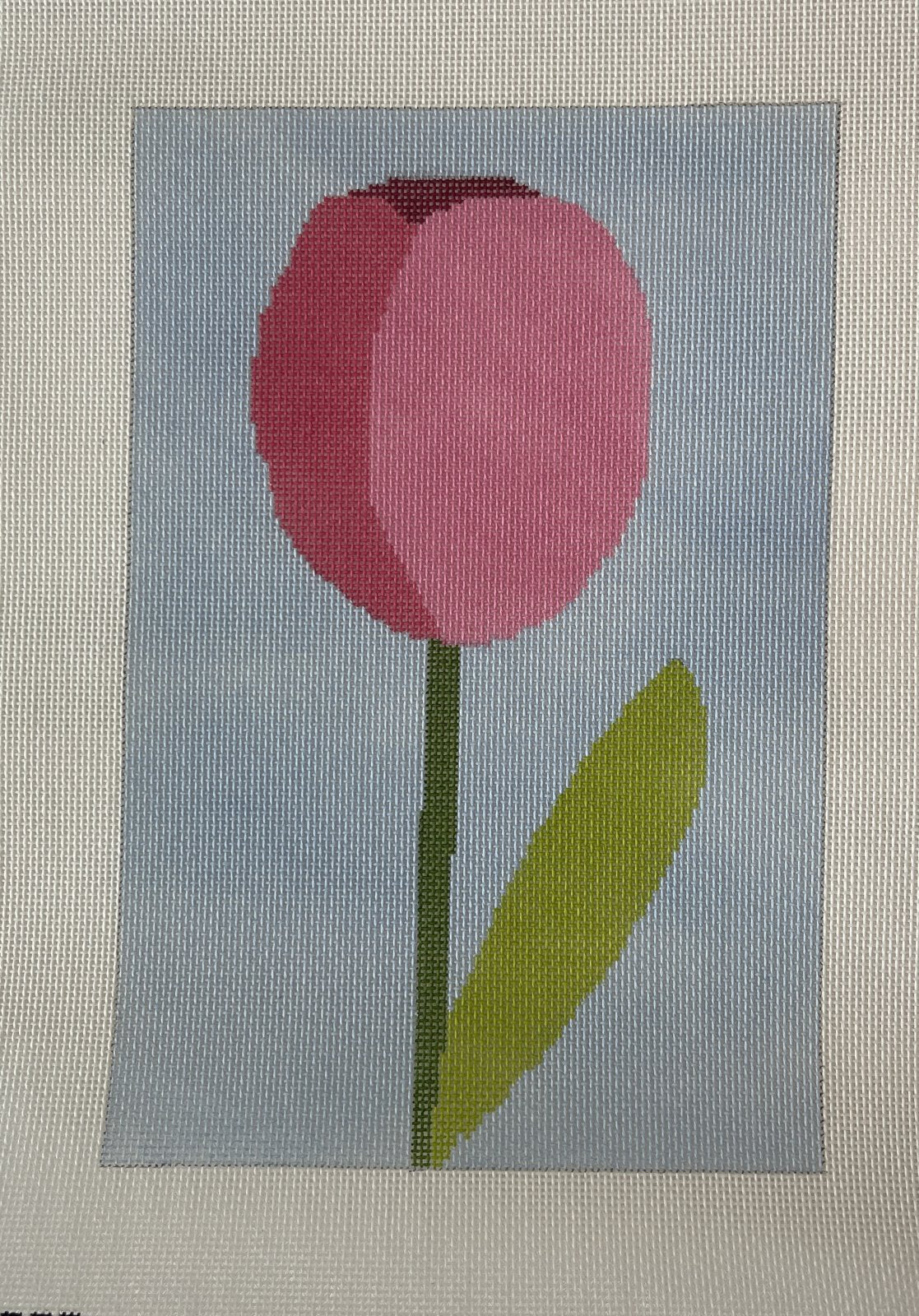 Pink Tulip