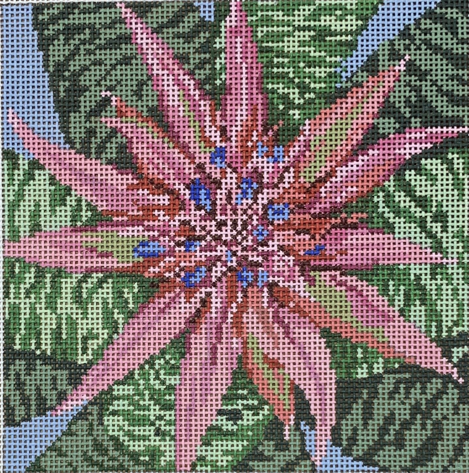 Bromeliad