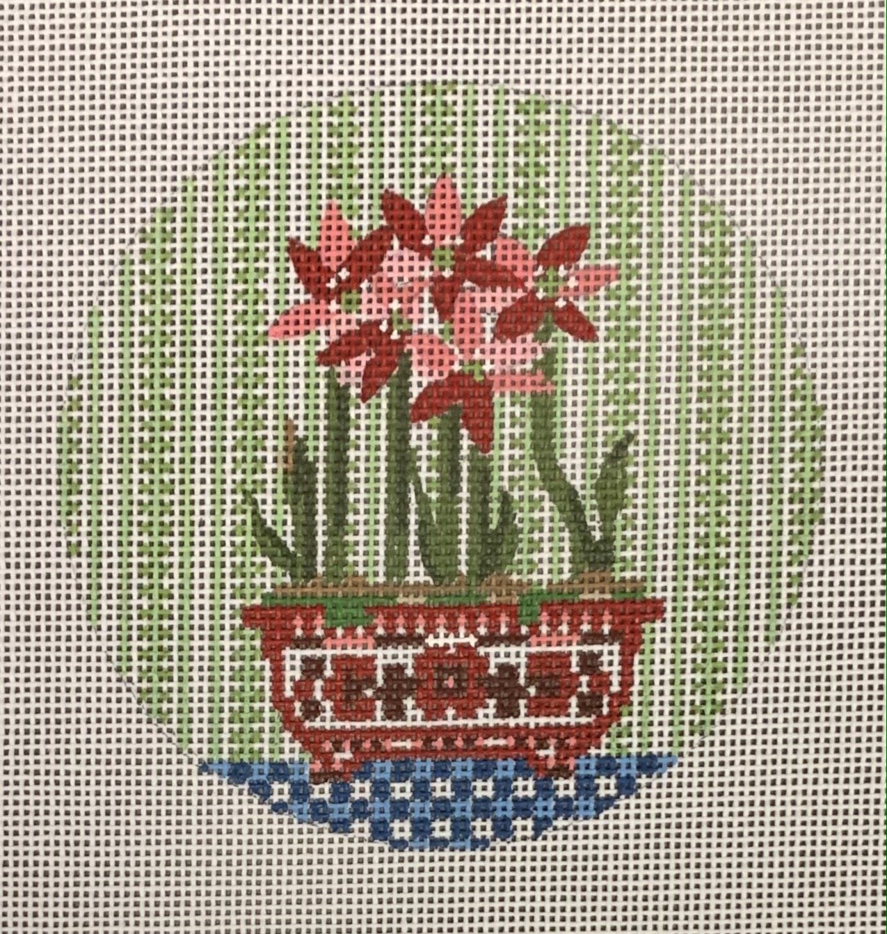 Amaryllis
