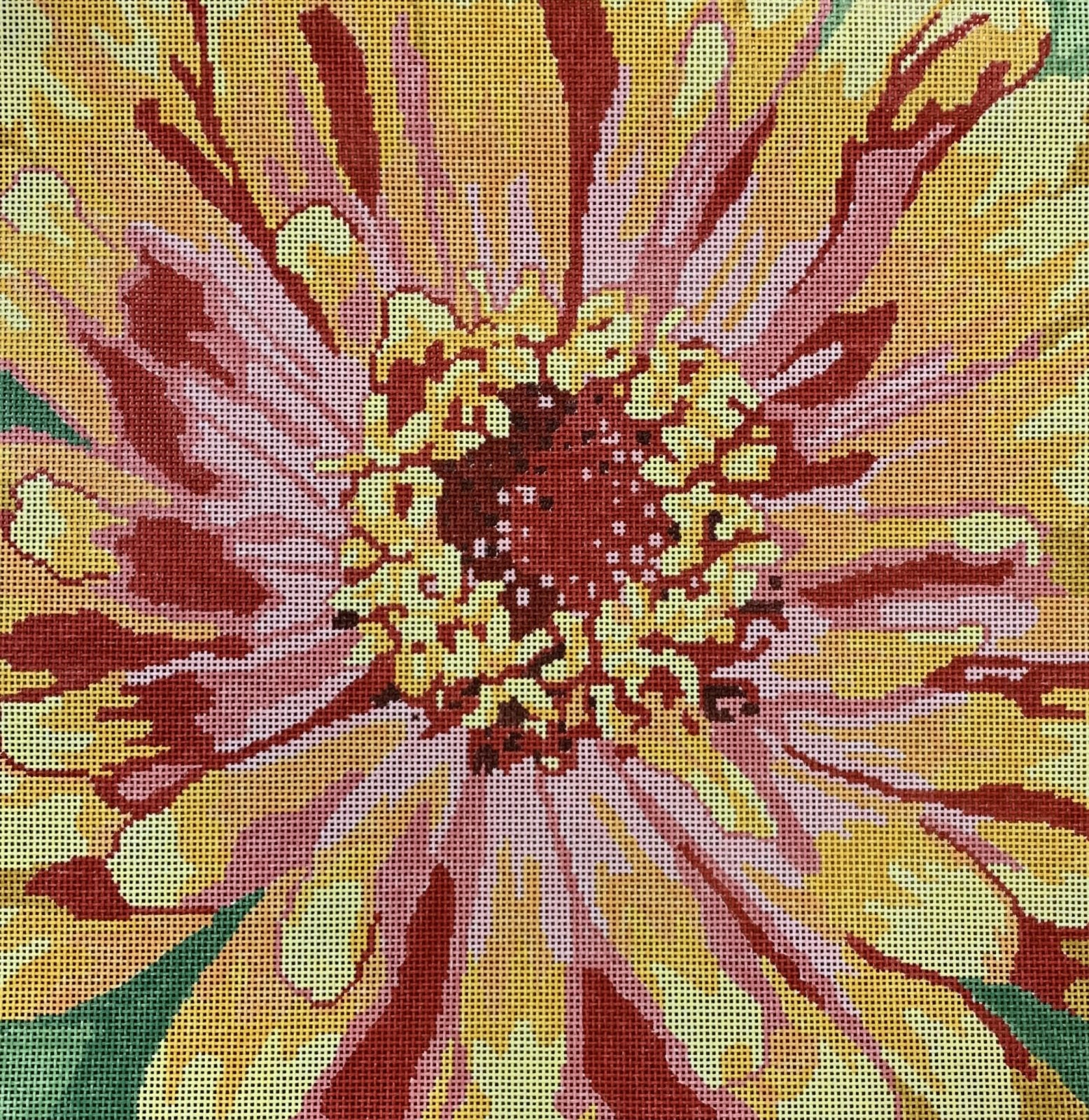 Large Zinnia