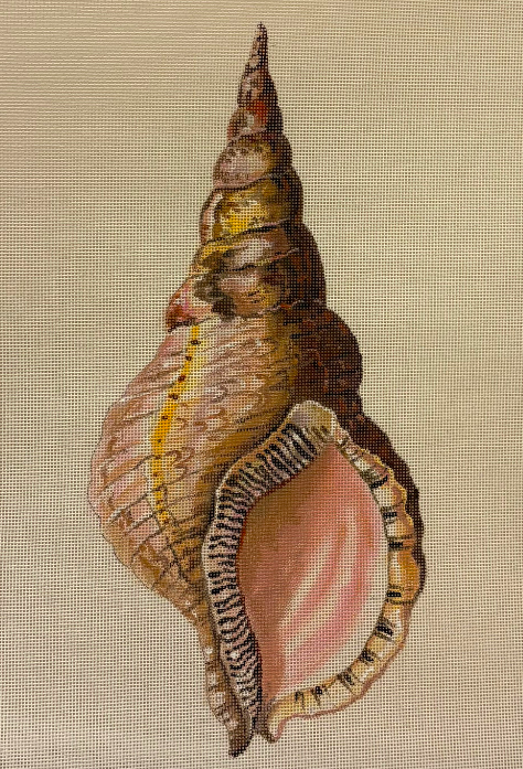Conch Seashell Front