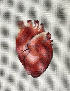 Human Anatomy Series