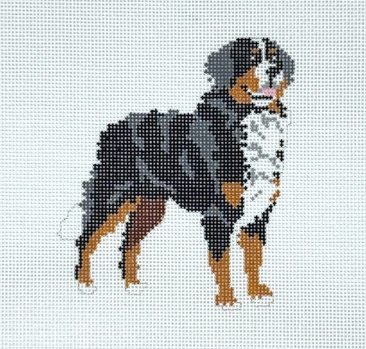 Bernese Mountain Dog