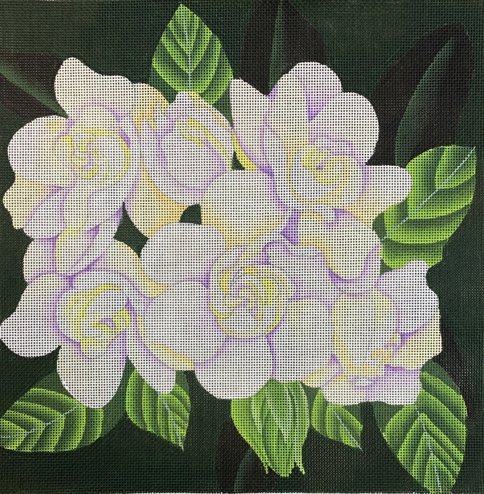 Giant Jungle Gardenias