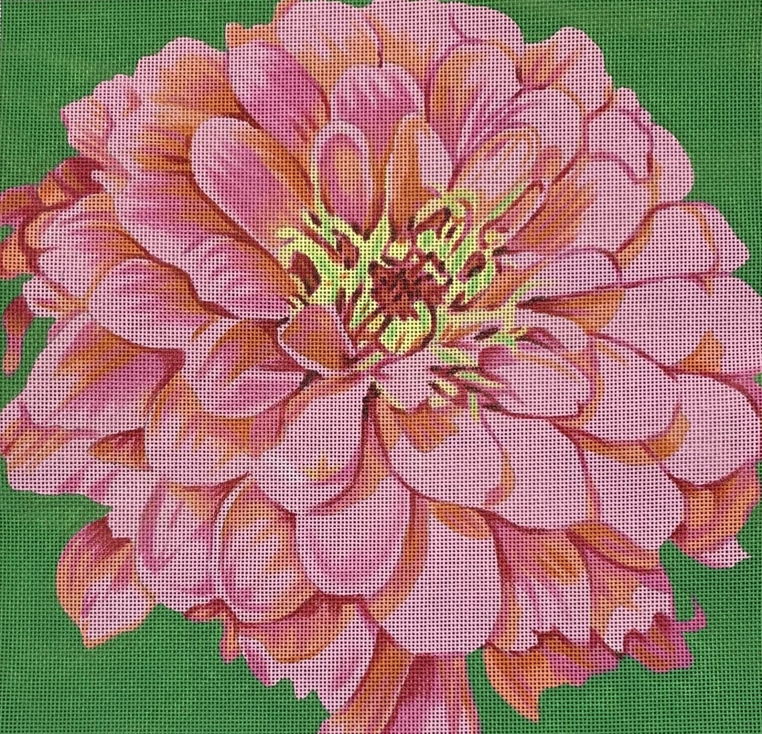 Cosmopolitan Zinnia/Green Background