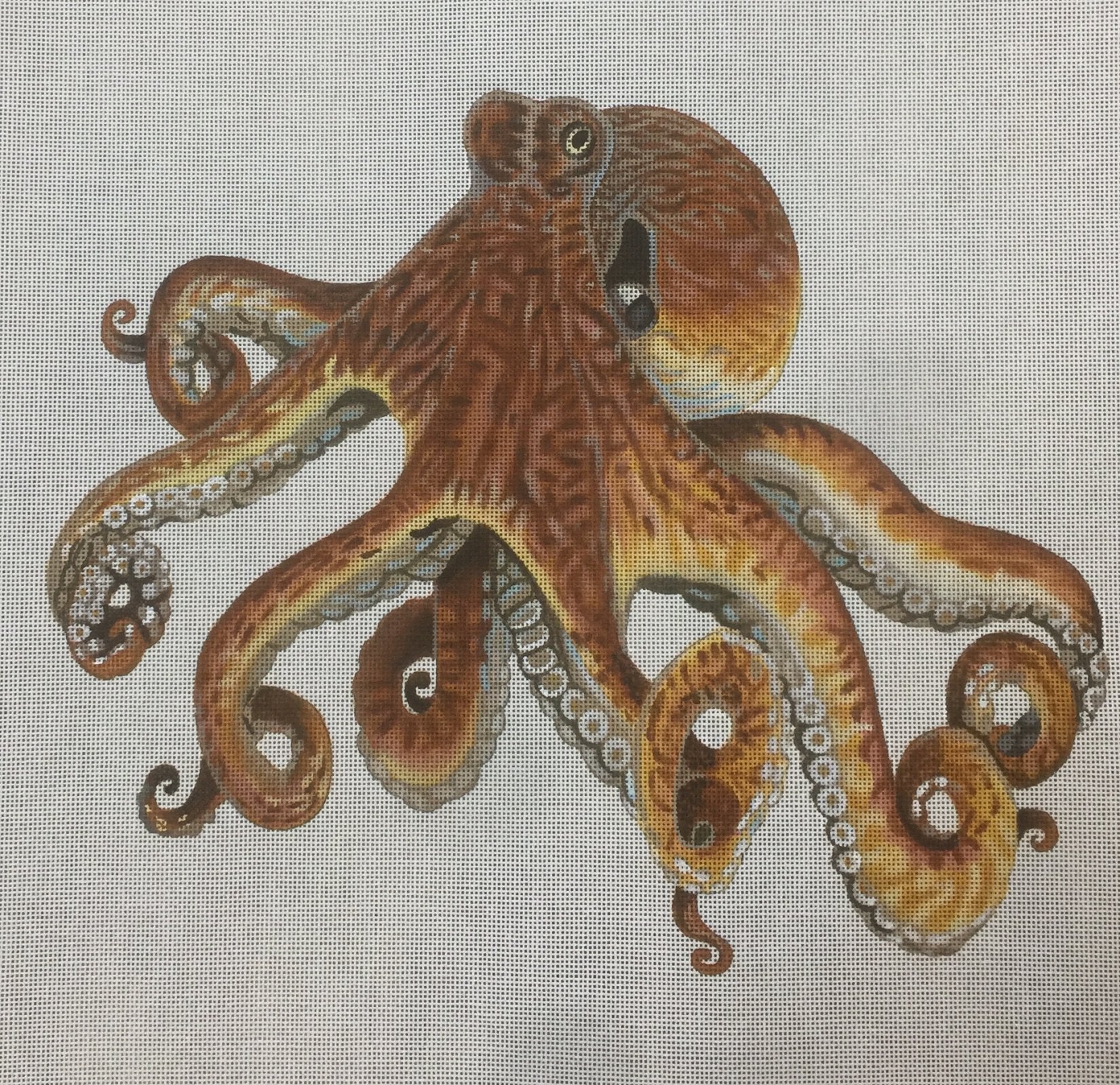 Octopus