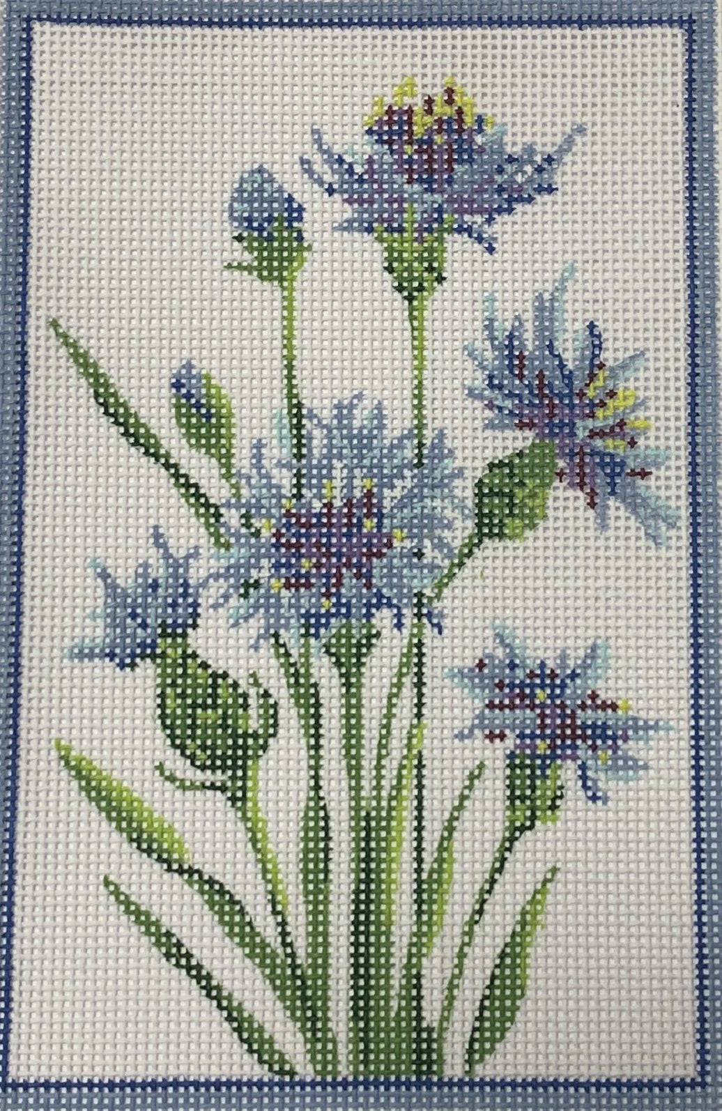 Germany Cornflower