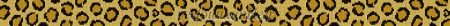 Leopard Spots Belt