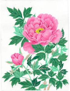 Pink Peony